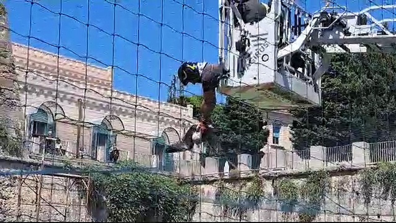 gabbiano a cristo re