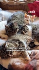 Il risque sa vie pour sauver des animaux en danger