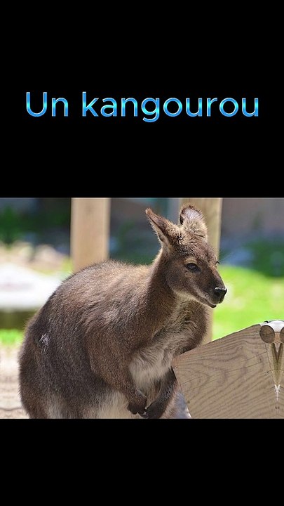 Un kangourou dans un village français !
