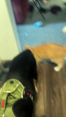 Cat Can't Drink When Dog Is In The Way