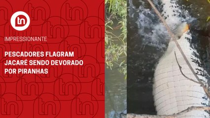 Pescadores flagram jacaré sendo devorado por piranhas; veja flagrante
