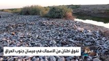 نفوق أطنان من الأسماك في جنوب العراق بسبب الجفاف