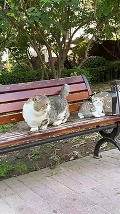 cat Cutest thing you'll see today