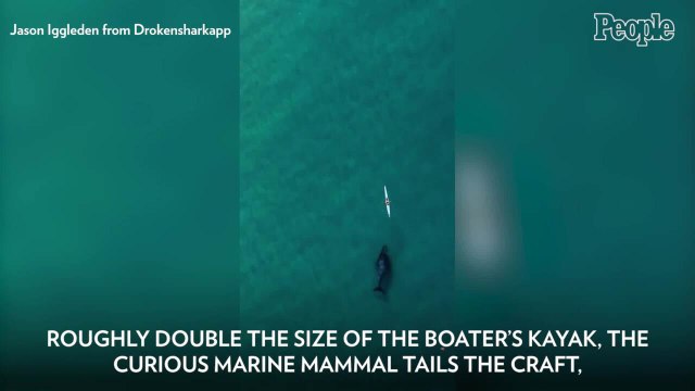 Drone Captures Large Humpback Whale Playfully Tailing Unaware Kayaker