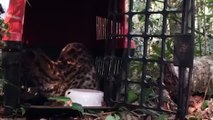 Gato-maracajá encontrado em galinheiro é devolvido à natureza com o apoio do IAT de Cascavel