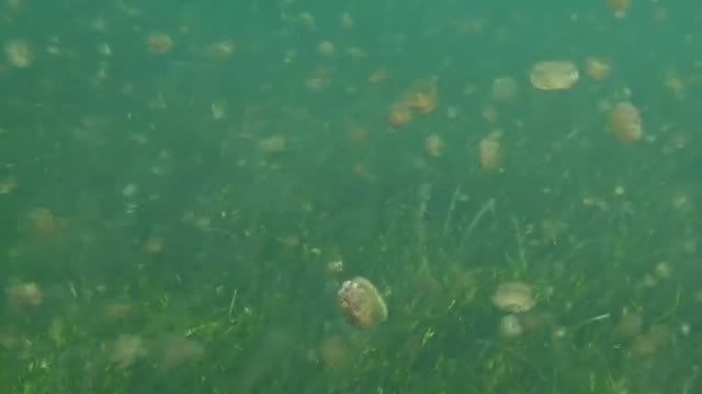 Proliferación de medusas 'huevo frito' en el Mar Menor