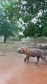 Video Story : कोईलारी के जंगल में नदी के किनारे दिखा बाघ, वीडियो हो रहा वायरल