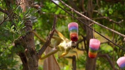 London Zoo animals celebrate pride by tucking into rainbow lollies
