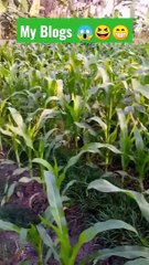 My Blogs  #md_arafat_yasine #mdarafatyasine #shorts