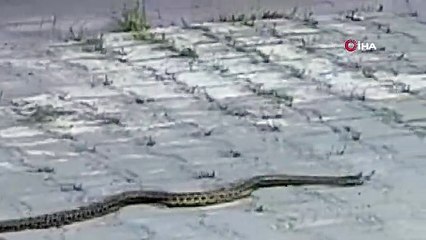 Hastane morgu önünde yılan paniği