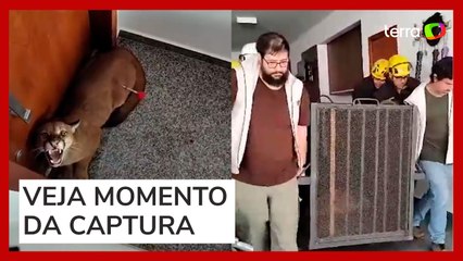 Onça é resgatada após invadir condomínio de luxo em Goiânia