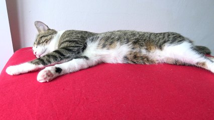 It Is Brushing Time for the Cat (9)