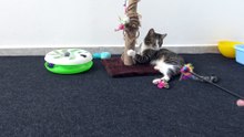 Cat Is in His Playing Corner (6)