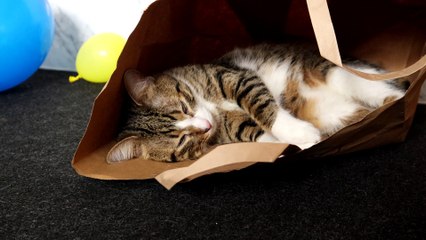 Funny Cat Loves to Sit in a Paper Bag (28)