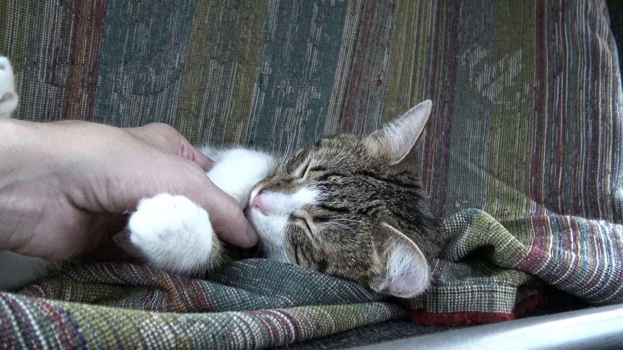 Tabby Cat Hid under the Table (19)