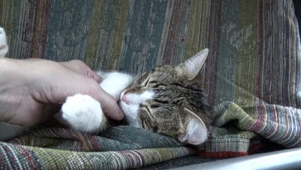 Tabby Cat Hid under the Table (19)