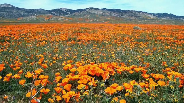 Relaxation Meditation Music for Anxiety, Quick Stress Relief, Calm the Body and Mind, Soothing Music