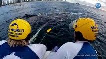 Balıkçı ağlarına takılan balinayı kurtarma operasyonu