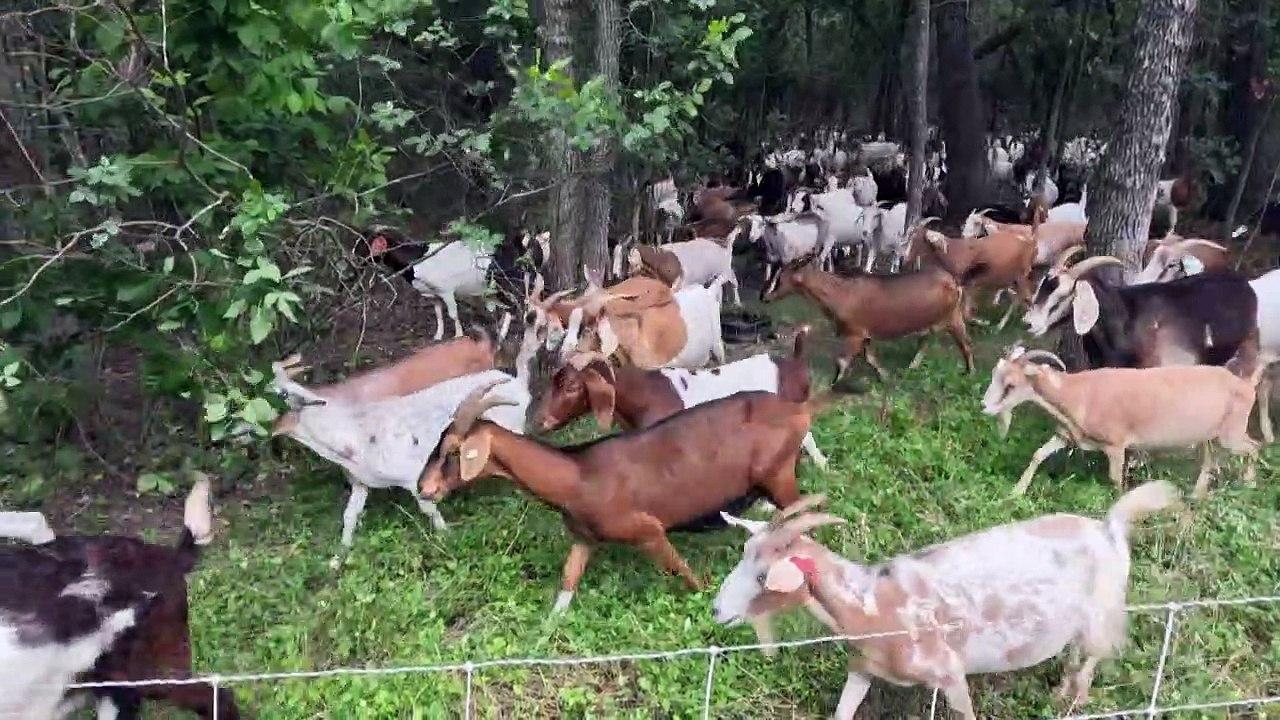 ¿Creció la maleza? El "escuadrón cabra" sale al rescate en EEUU Vídeo