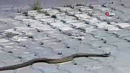 Hastane morgunda yılan paniği