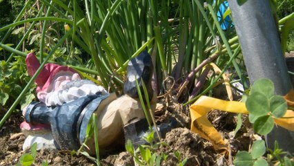 Une forêt nourricière par et pour les étudiants du CÉGEP.