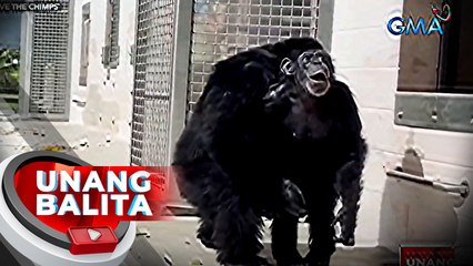 Chimpanzee, namangha nang makalabas makalipas ang 28 taon | UB