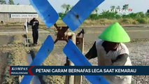 Petani Garam di Brebes Bernafas Lega Saat Kemarau Tiba