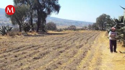 Altas temperaturas dañan 700 hectáreas de cultivo mexiquense