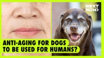 Anti-aging for dogs to be used for humans? | Next Now