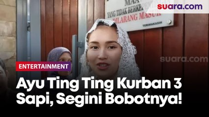Mengintip Besarnya 3 Sapi Ayu Ting Ting Buat Kurban, Bobotnya Nyaris 1 Ton