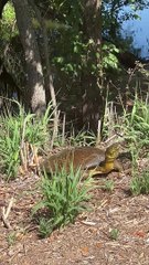 Beautiful Turtle at Lady Bird Lake in Austin Texas