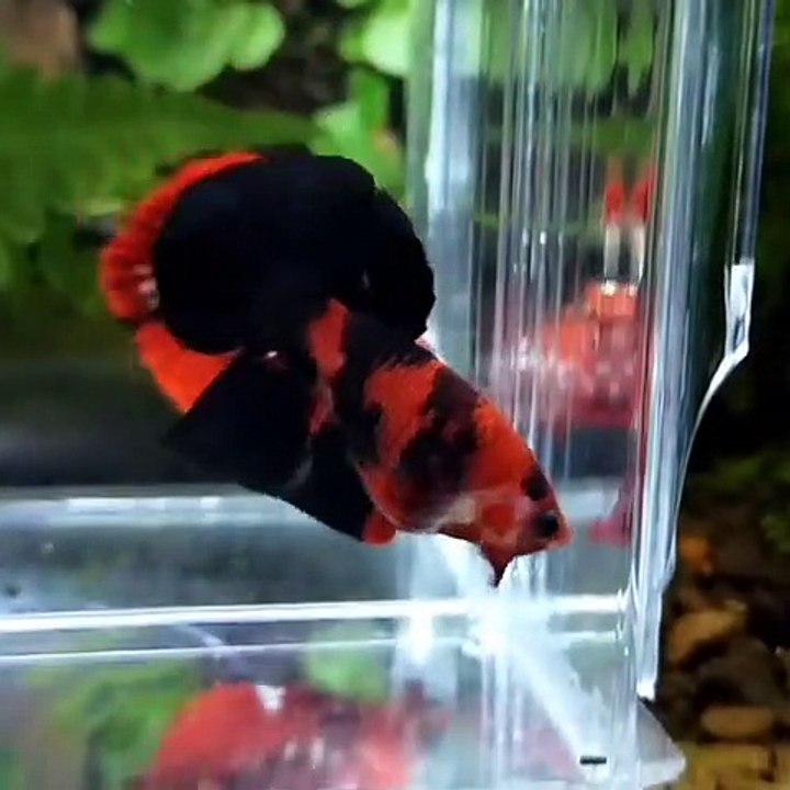 Betta Fish