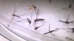 US reports first malaria cases in 20 years