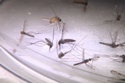 US reports first malaria cases in 20 years