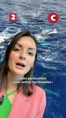 3 faits méconnus sur les baleines à bosse