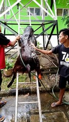 shampoo first so it smells good