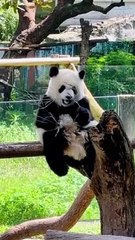 Panda Yu Ai Learning Having Lunch Alone♥️