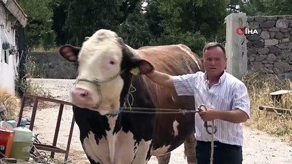 'Paşa' isimli 1.6 tonluk boğa, 210 bin TL'ye satıldı