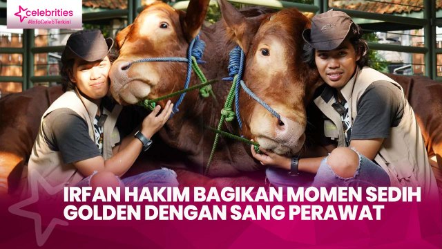 Irfan Hakim Bagikan Momen Sedih Golden dengan sang Perawat, Sapi Jinak Kurban Idul Adha