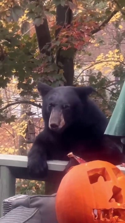Bear interrupts woman's morning workout
