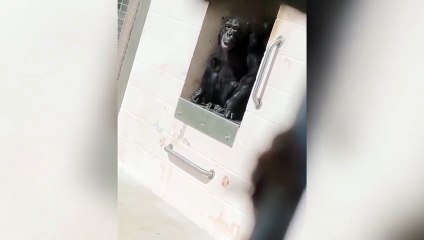 Korkunç laboratuvardan 25 yıl sonra kurtulan şempanzenin gökyüzünü gördüğü ilk an
