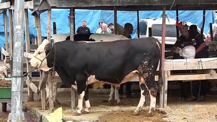 Elde kalan kurbanlıklar için besicilerin mesaisi devam ediyor