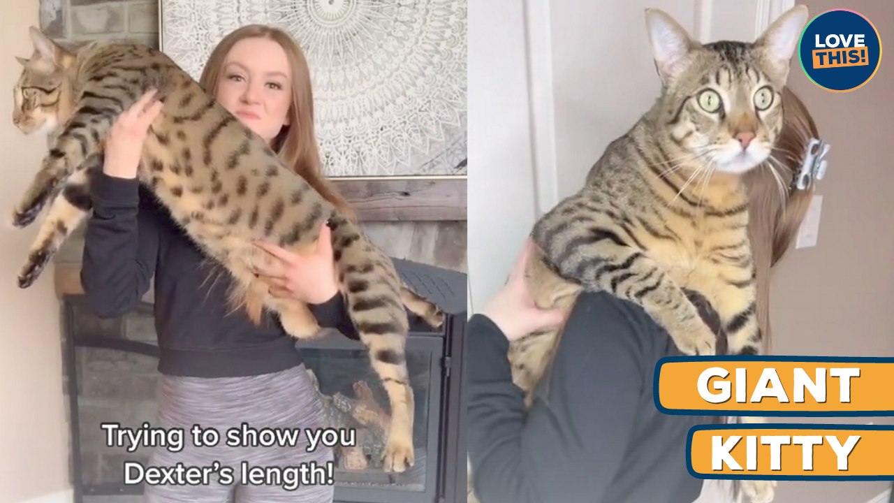 This PET Cat is Absolutely Massive!!