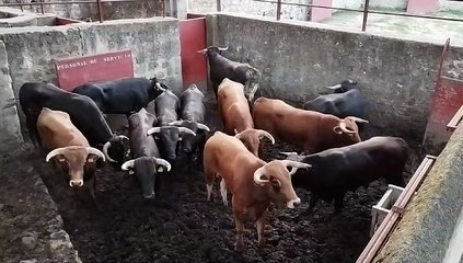 Novillos en los corrales de Cañada Honda