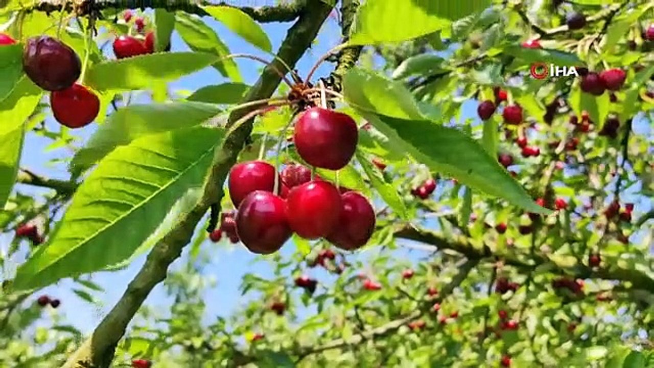 Exportation de cerises de Bursa vers l'Europe