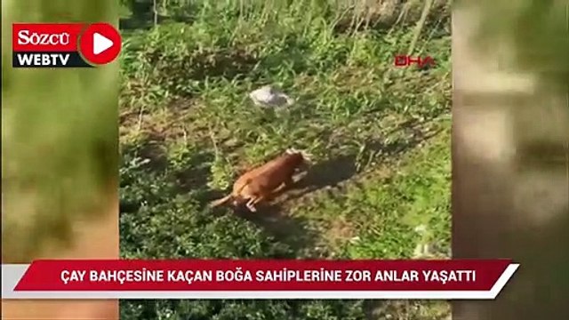 Çay bahçesine kaçan boğa sahiplerine zor anlar yaşattı