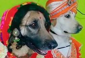 Vídeo com casal de cães vestidos de noivos indianos quebra a internet