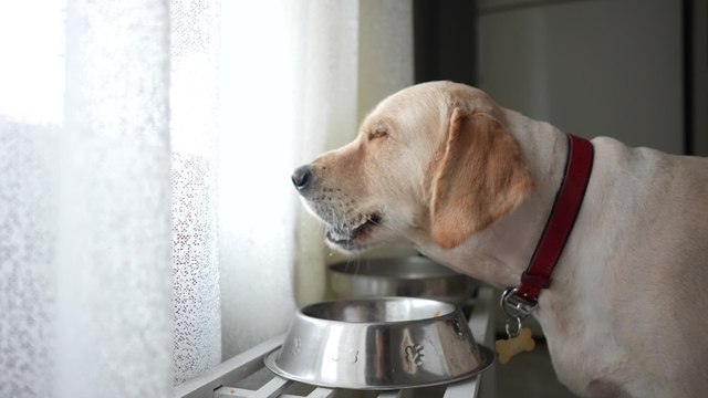 Pet owners shocked to find out many common household foods including grapes, are toxic to dogs