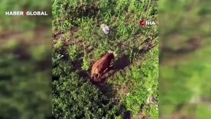 Koşarak her seferinde kurtulmayı başardı! Rize'de kaçan kurbanlık sahiplerine zor anlar yaşattı