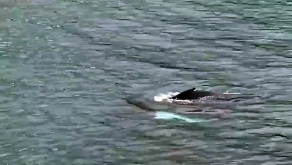 Humpback whale spotted near Polzeath